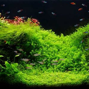 Природный аквариум в стиле Амано